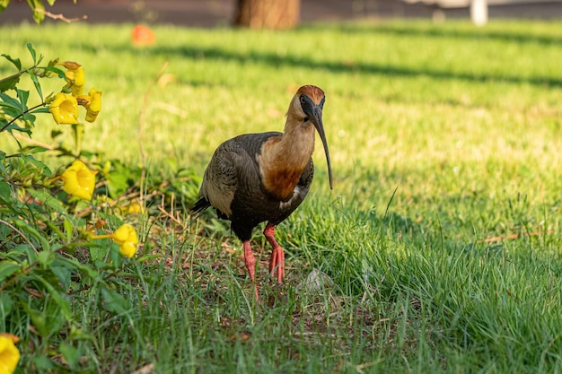 Ibis de cuello beige