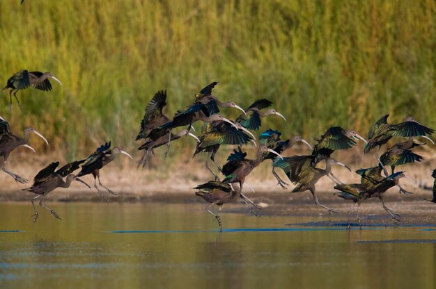 Ibis de cara branca La Pampa Patagônia Argentina