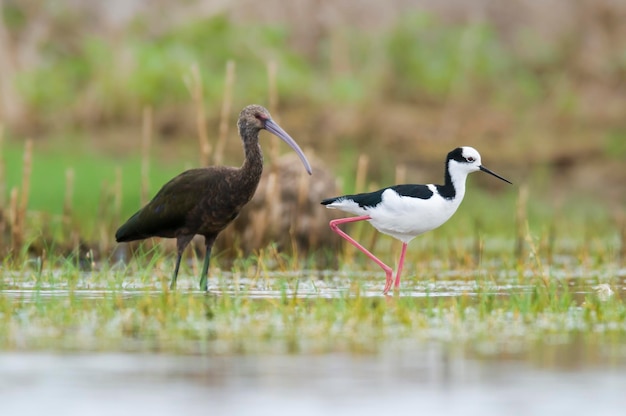 Ibis de cara branca La Pampa Patagônia Argentina