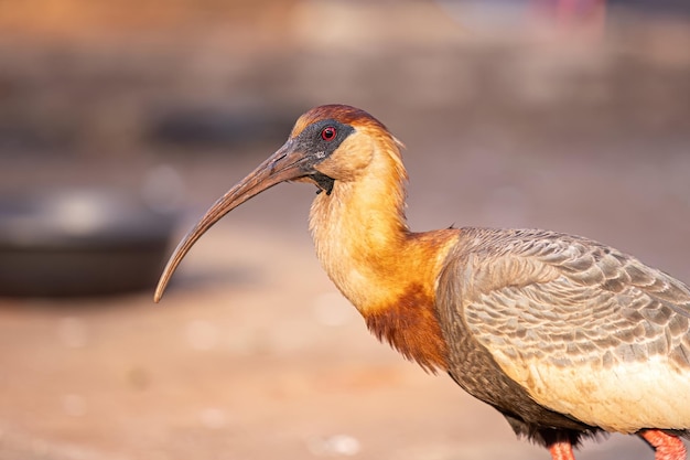 Foto ibis de pescoço bufo da espécie theristicus caudatus