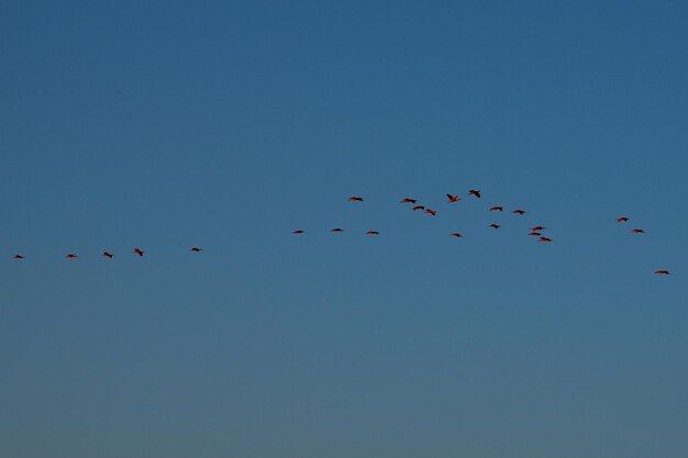 Foto ibis escarlata en el delta de las américas parnaiba brasil