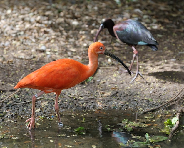 El ibis escarlata Eudocimus ruber