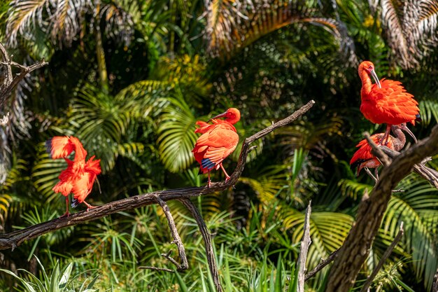 Ibis escarlata o Eudocimus ruber pájaro rojo de la familia Threskiornithidae.