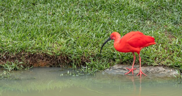 Ibis escarlata rojo sobre la hierba cerca del lago