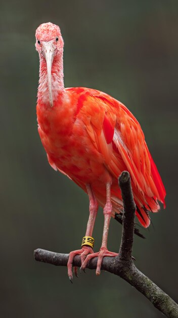 El ibis escarlata