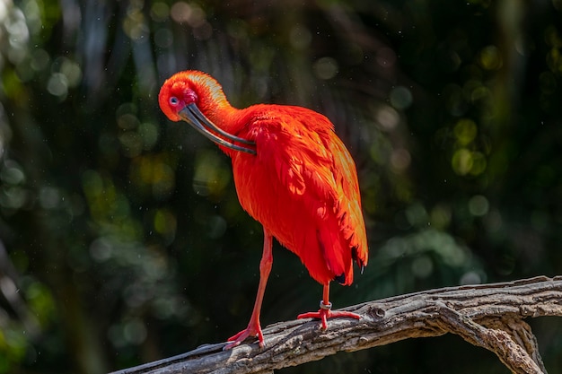 Íbis escarlate ou pássaro vermelho eudocimus ruber da família threskiornithidae.