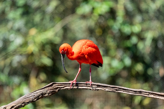 Íbis escarlate ou pássaro vermelho eudocimus ruber da família threskiornithidae.