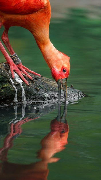 Ibis escarlate