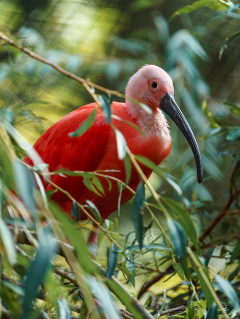 Ibis escarlate