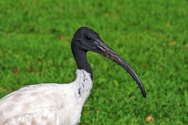 Foto ibis pájaro en hyde-park de sydney, australia