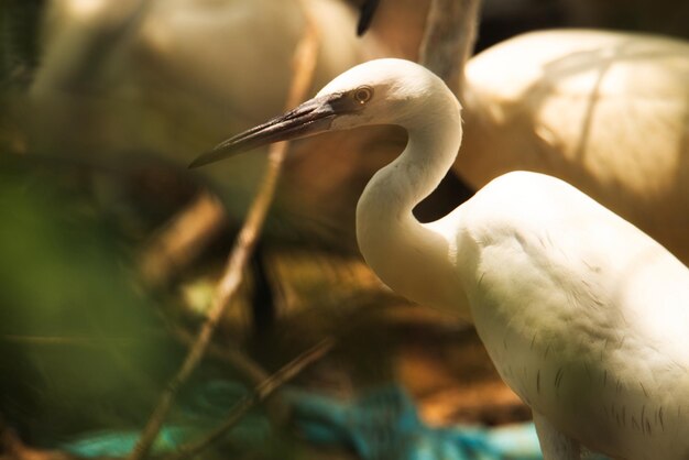 Ibis de pie en un campo de hierba