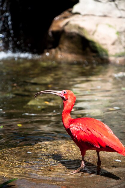 Ibis rojo en estado salvaje