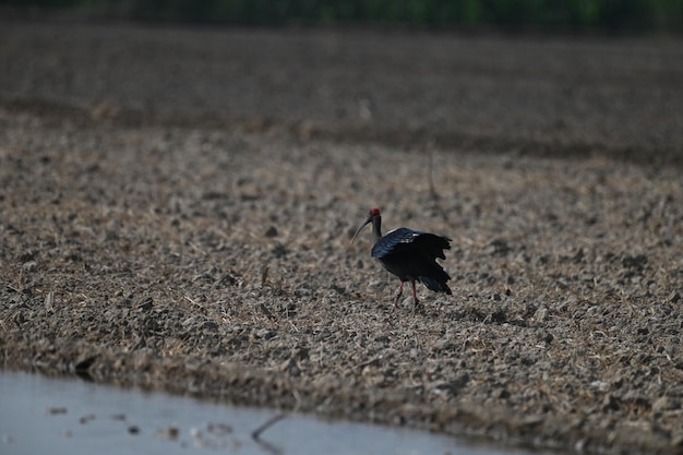Foto el ibis secuestrado también conocido como ibis negro indio o ibis negro