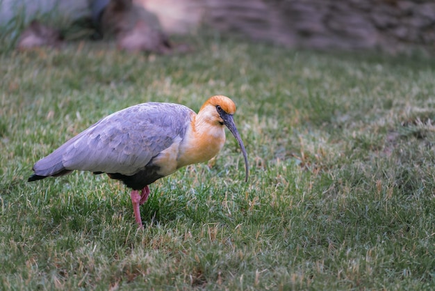 Foto ibis theristicus melanopis de rosto preto caminhando na grama à procura de comida