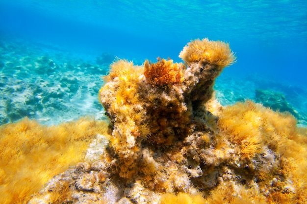 Ibiza Formentera anémona submarina paisaje marino.