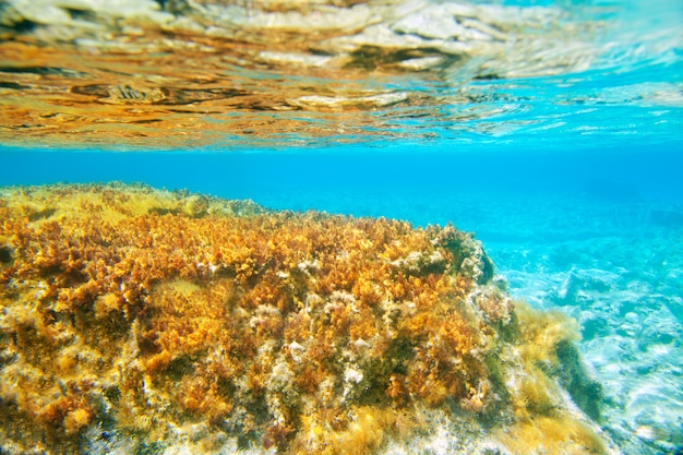 Ibiza Formentera Unterwasseranemonenmeerblick