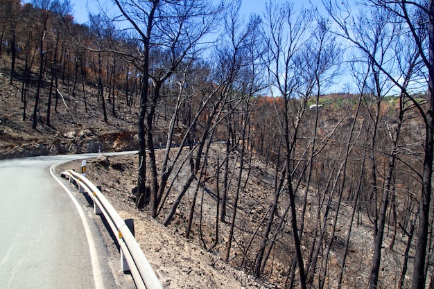 Ibiza tras el fuego en primavera negra