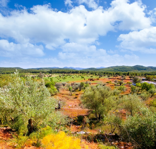 Ibiza Insellandschaft mit Landwirtschaftsfeldern