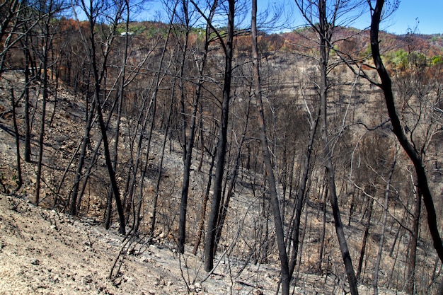 Ibiza nach dem feuer im schwarzen frühling