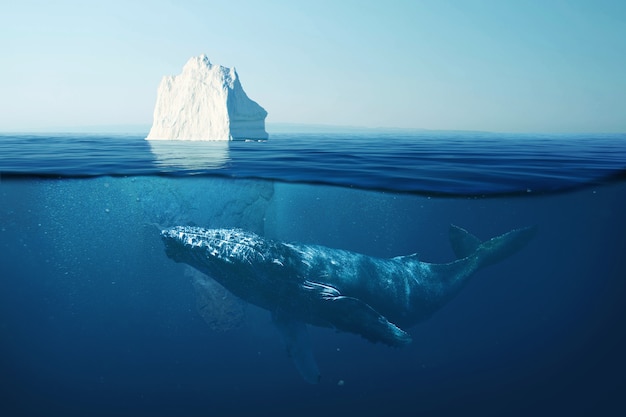 Iceberg no oceano sob a água com uma baleia. Vida selvagem no mar. Uma bela baleia nada debaixo d'água com um iceberg. Aquecimento global, conceito