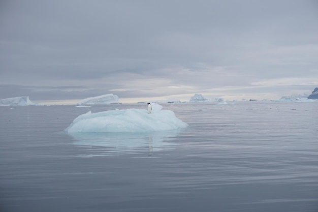 Foto iceberg en las regiones polares mar