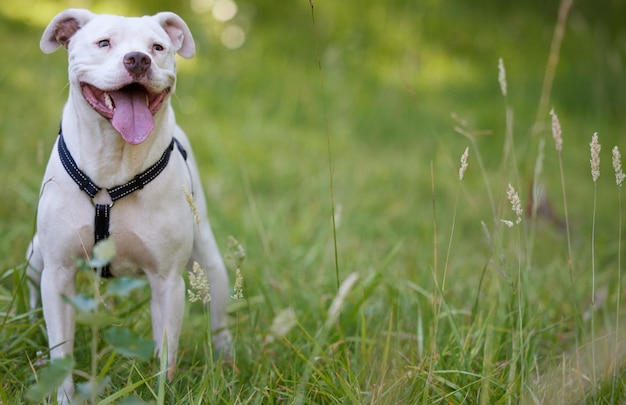 Ich bin pelzig glücklich Aufnahme eines Hundes, der in einem Garten sitzt