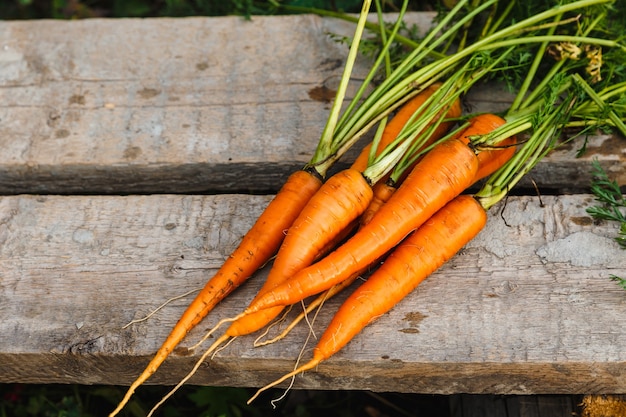 Ich habe gerade Gemüse gepflückt. Nur frisch geerntete reife orange Karotten auf altem rustikalem Holztisch.