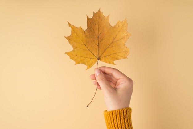 Ich-Person-Foto der Hand der Frau im gelben Pullover mit gelbem Herbstahornblatt auf isoliertem pastellorangefarbenem Hintergrund