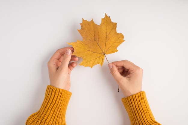 Ich-Person-Foto von Frauenhänden in gelbem Pullover, die berührendes gelbes Herbst-Ahornblatt auf isoliertem weißem Hintergrund halten