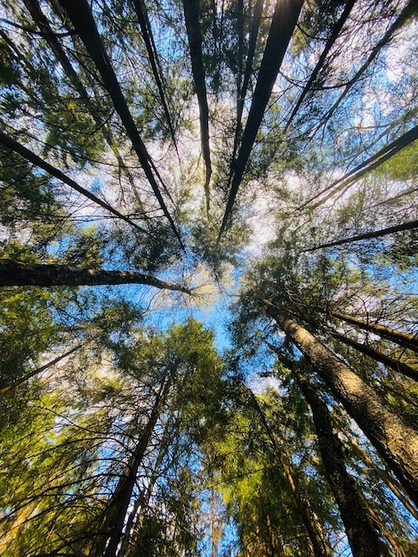 Ich schaue zu den Bäumen im Wald hinauf