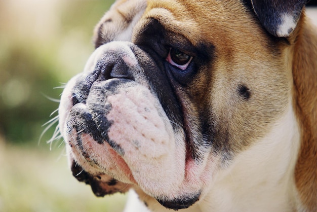 Ich übernehme heute den Park Nahaufnahme einer Bulldogge im Freien