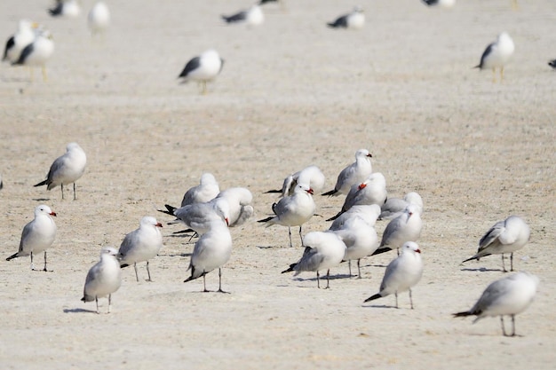 Ichthyaetus audouinii - Audouins Möwe ist eine Charadriiform-Vogelart aus der Familie der Laridae