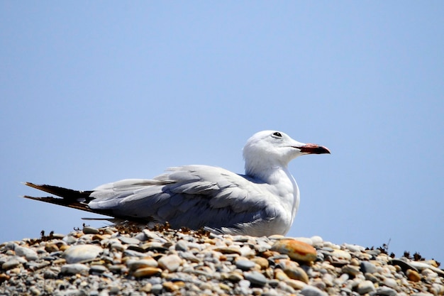 Foto ichthyaetus audouinii - la gaviota de audouins es una especie de ave charadriiform de la familia laridae