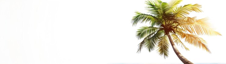 Foto ícone de palmeira fotorrealista com espaço de cópia em fundo branco ilustração vetorial ideal para t