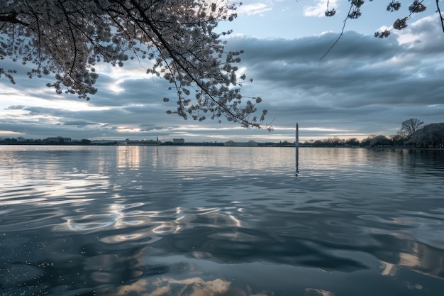 Foto la icónica cuenca de la marea de washington dc con flores de cerezo y el monumento a washington un parque nacional