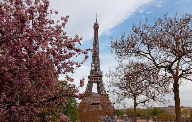 La icónica Torre Eiffel en París en un soleado día de primavera detrás de los cerezos en flor