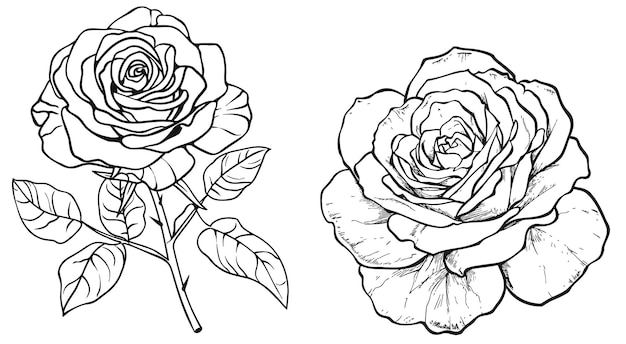 Icono de la flor de la rosa dibujo continuo de una línea