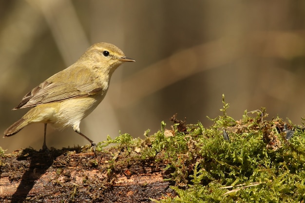 Foto icterine warbler!