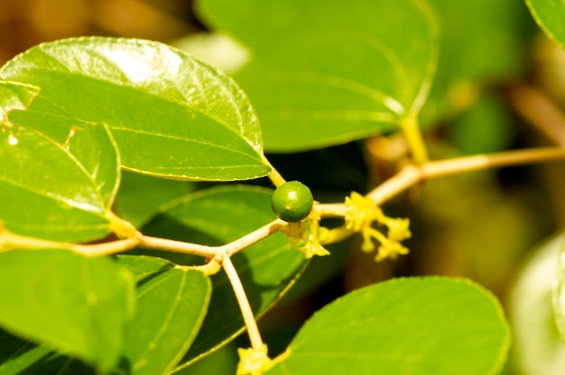 Idara Ziziphus mauritiana hojas y semillas conocidas como ciruela india y manzana china Foco superficial