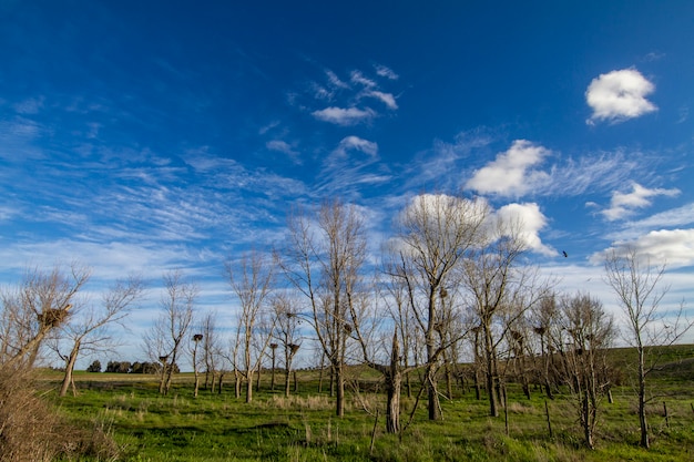 Foto ideia bonita de uma paisagem do campo da mola dos ninhos das cegonhas brancas em árvores na região do alentejo, portugal.