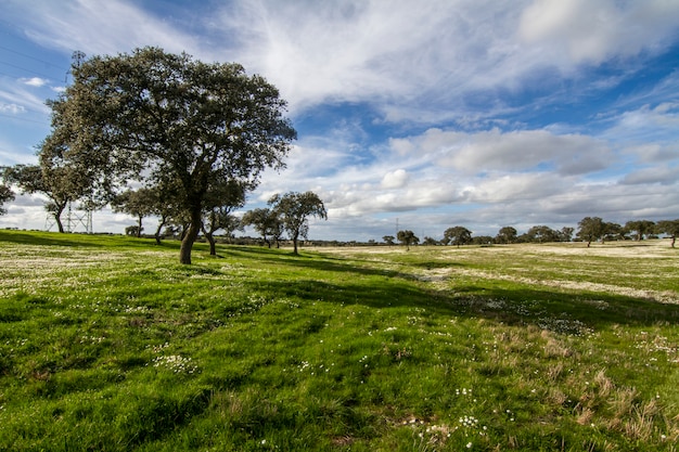 Ideia bonita de uma paisagem do campo da mola na região do alentejo, portugal.