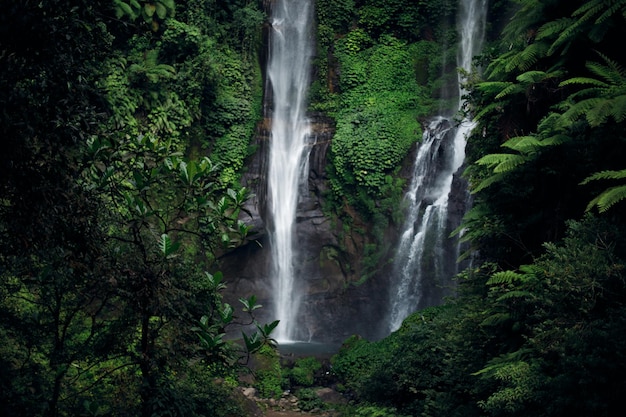 Ideia da cascata da cachoeira da selva na floresta tropical