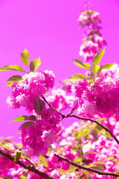 Idéia de moda papel de parede Estética de flores cor de rosa. Cereja em flor