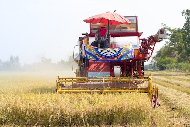 Ideia dianteira do arroz tailandês da colheita do fazendeiro com o carro em Tailândia.