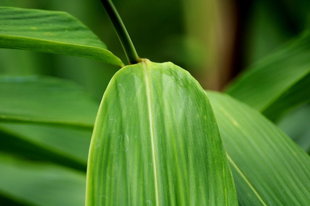 Ideia do close-up da folha da planta selvagem.