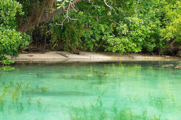 Idílica playa a lo largo de la costa salvaje con bosque tropical