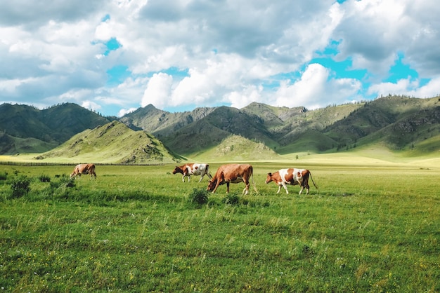 Idílico paisaje de pastos de verano con vacas en las montañas