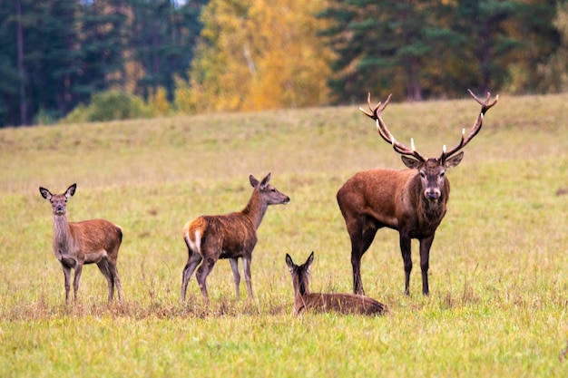 Idilio de otoño Un ciervo y tres novias descansan en una colina cerca del bosque