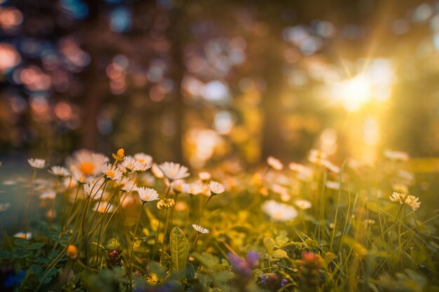 Idyllische Gänseblume Abstrakt sanfter Fokus Sonnenuntergang Feld Landschaft von weißen Blumen verschwommen Gras Wiese
