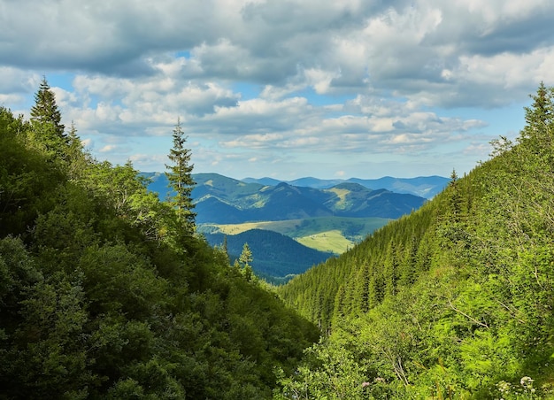 Idyllische Landschaft in den Alpen mit frischen grünen Wiesen und blühenden Blumen